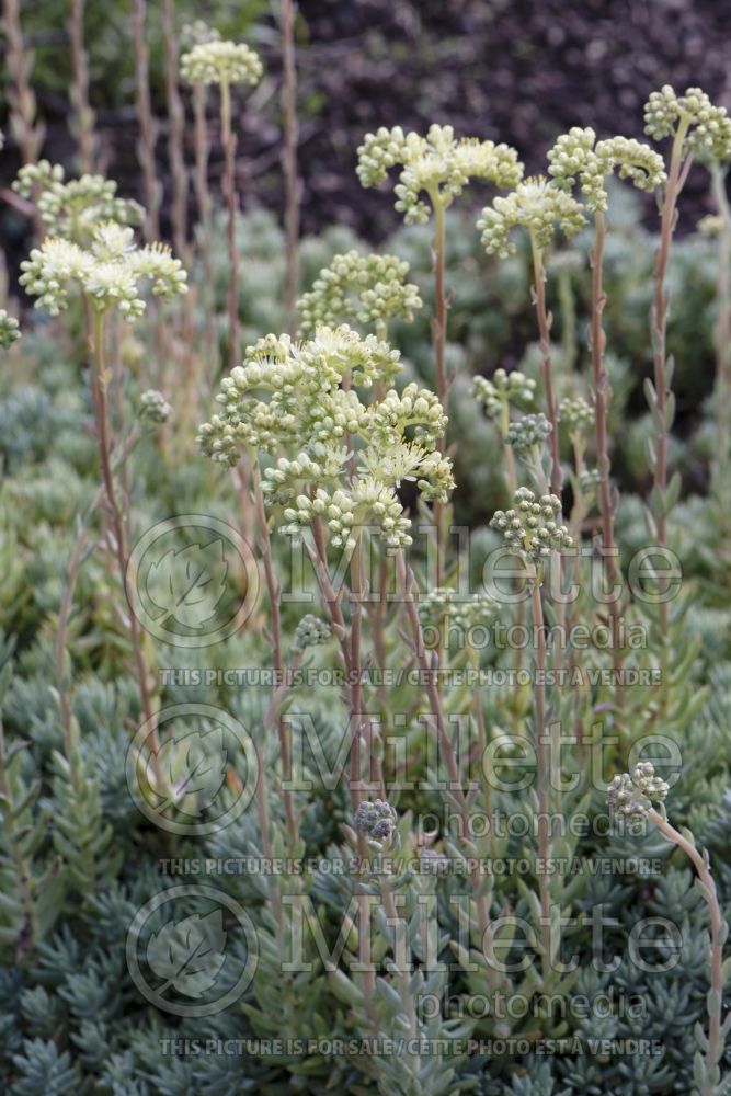 Sedum sediforme (Stonecrop) 1 