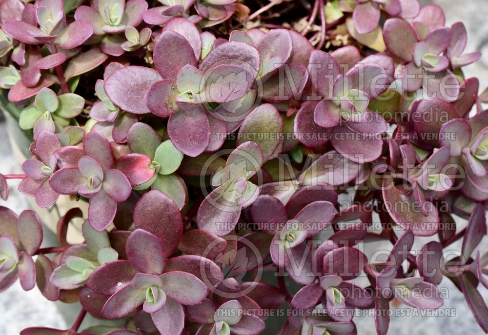 Sedum SunSparkler Firecracker (Stonecrop) 7