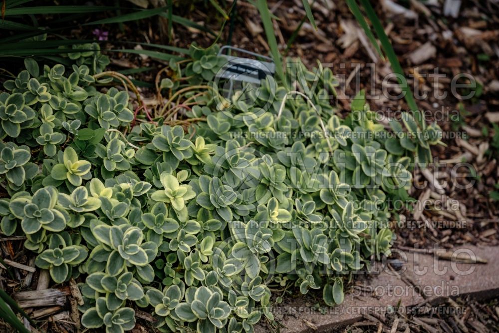 Sedum Sunsparkler Lime Twister (Stonecrop cactus) 5 