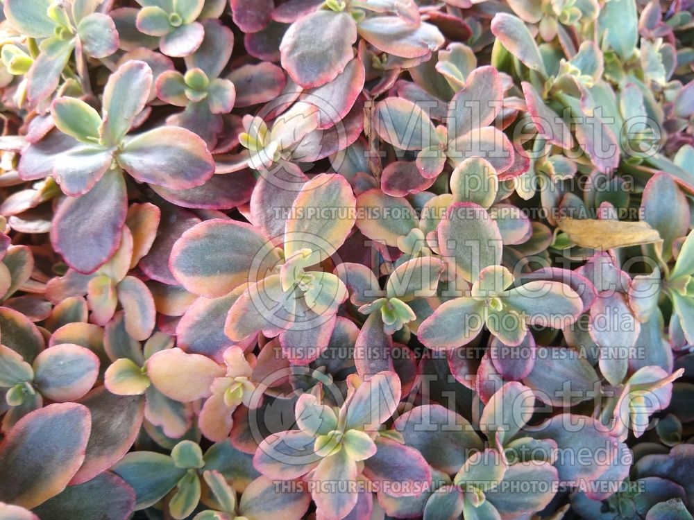 Sedum SunSparkler Wildfire (Stonecrop) 1