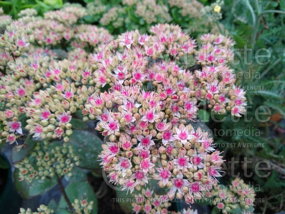 Sedum Matrona (Stonecrop) 7