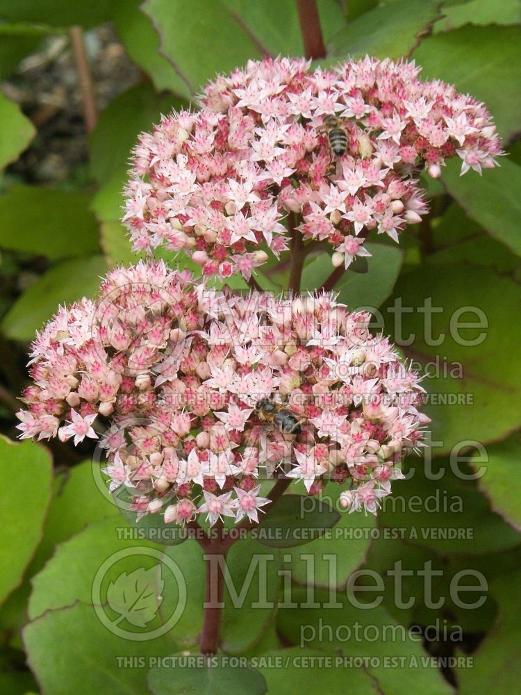 Sedum Matrona (Stonecrop) 8