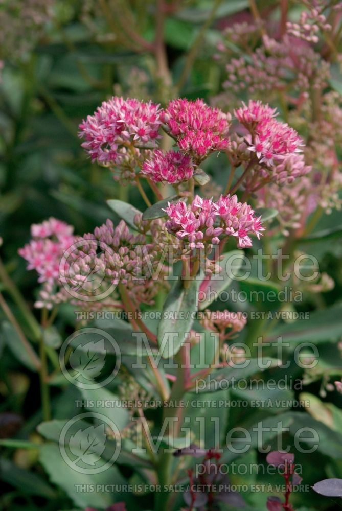 Hylotelephium aka Sedum Abbeydore (Stonecrop) 3 