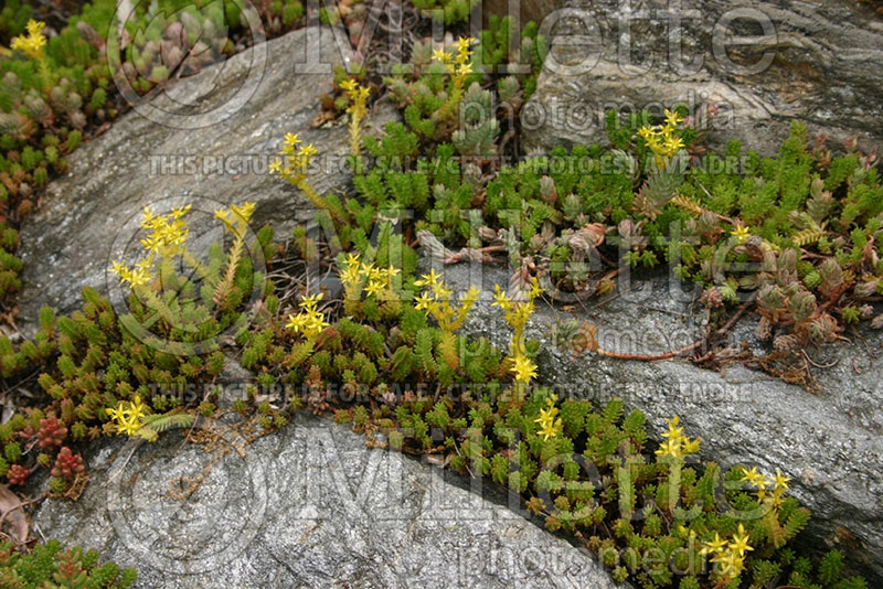 Sedum acre (Goldmoss Stonecrop) 2 