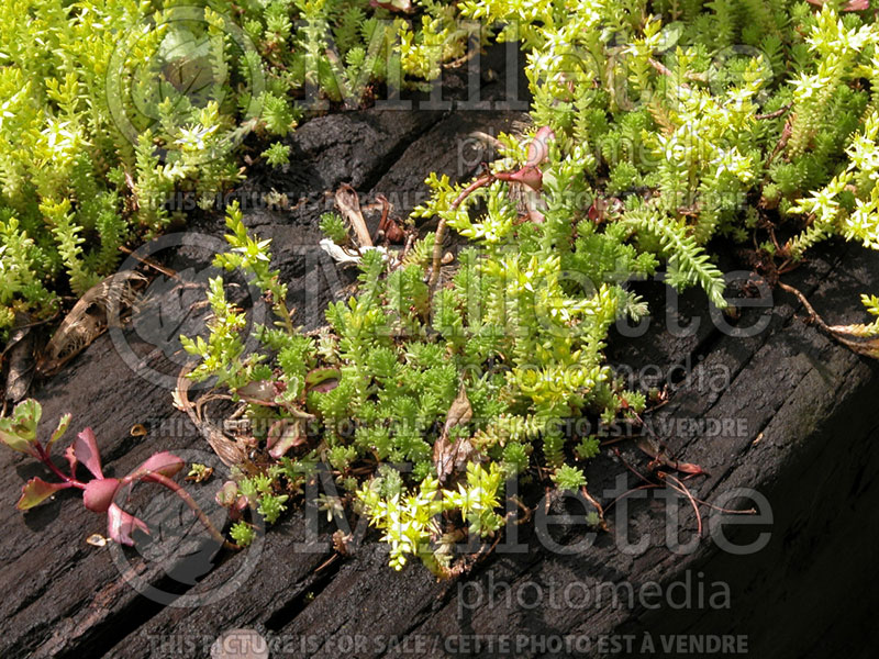 Sedum acre (Goldmoss Stonecrop) 1 