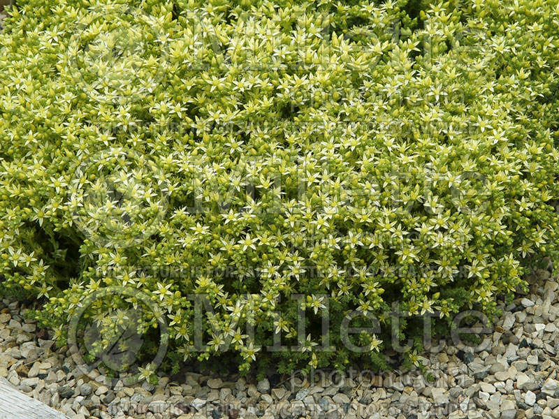 Sedum Oktoberfest (Goldmoss Stonecrop) 2 