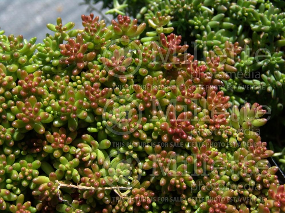 Sedum Coral Carpet (Stonecrop) 1