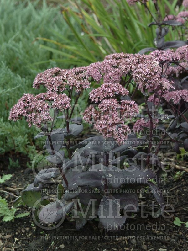 Hylotelephium aka Sedum Black Jack (Stonecrop) 6 