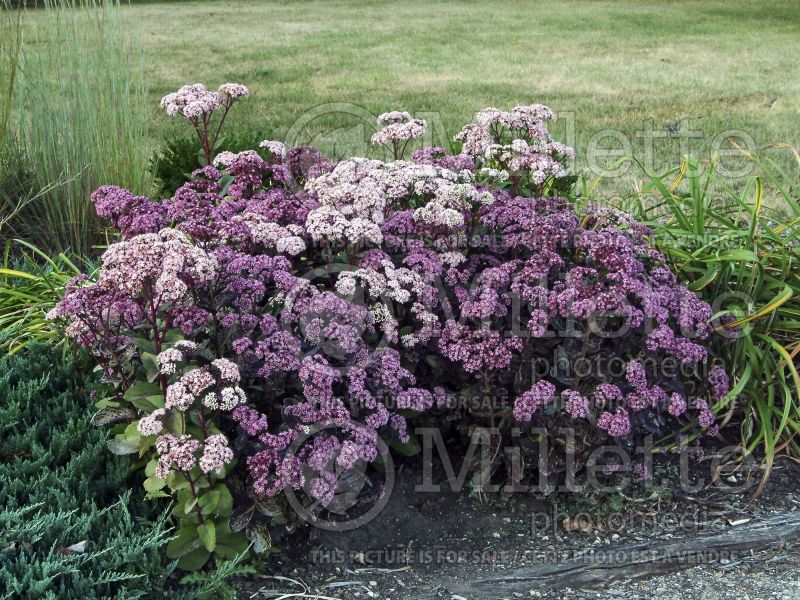 Hylotelephium aka Sedum Black Jack (Stonecrop) 5 