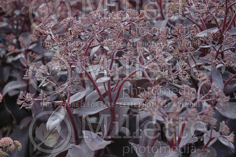 Hylotelephium aka Sedum Black Jack (Stonecrop) 4 