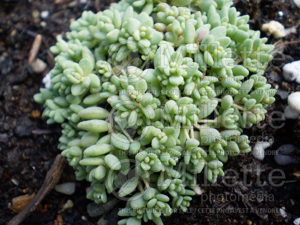 Sedum brevifolium (Stonecrop) 1 