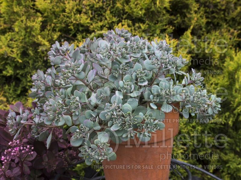 Sedum Blueberry Pie (Stonecrop) 2  