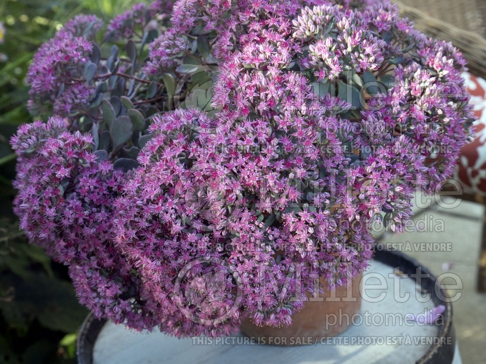 Sedum Blueberry Pie (Stonecrop) 4  