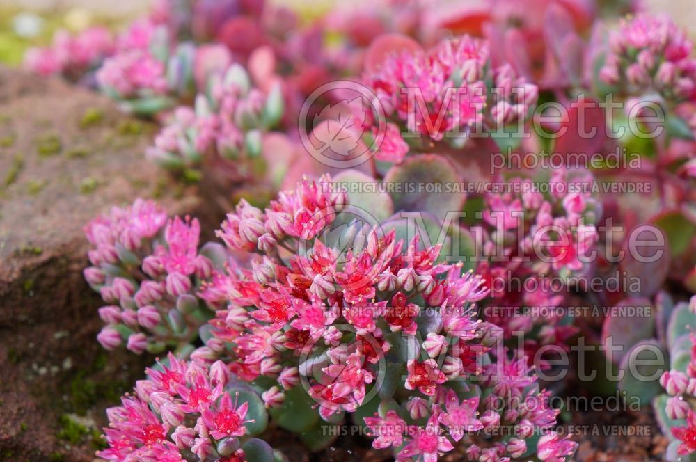 Sedum cauticola (Stonecrop) 1  