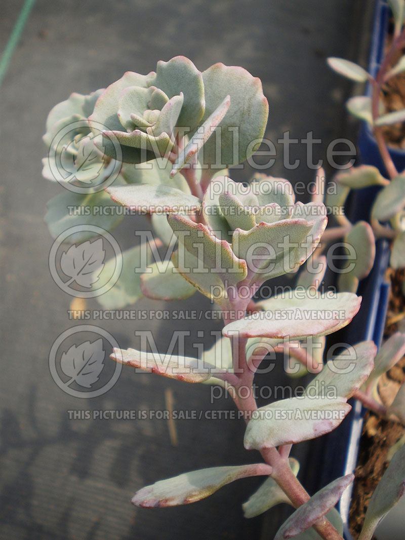 Sedum or Hylotelephium Lidakense (Stonecrop) 1 