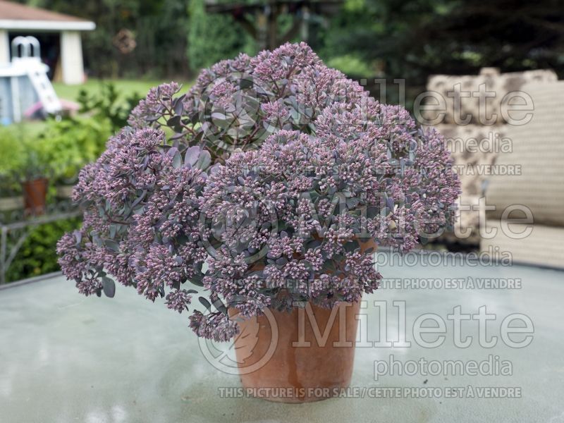 Sedum Blueberry Pie (Stonecrop) 1  