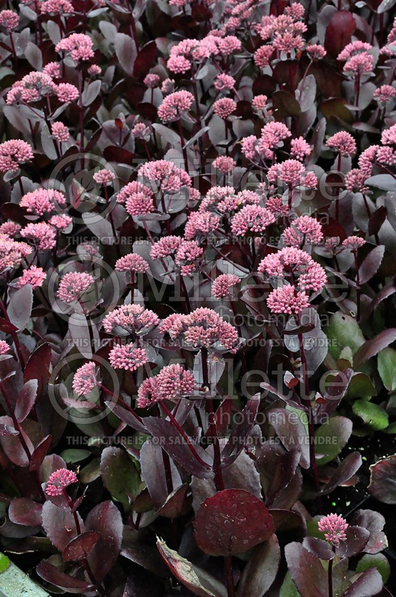 Sedum Chocolate Drop (Stonecrop) 4