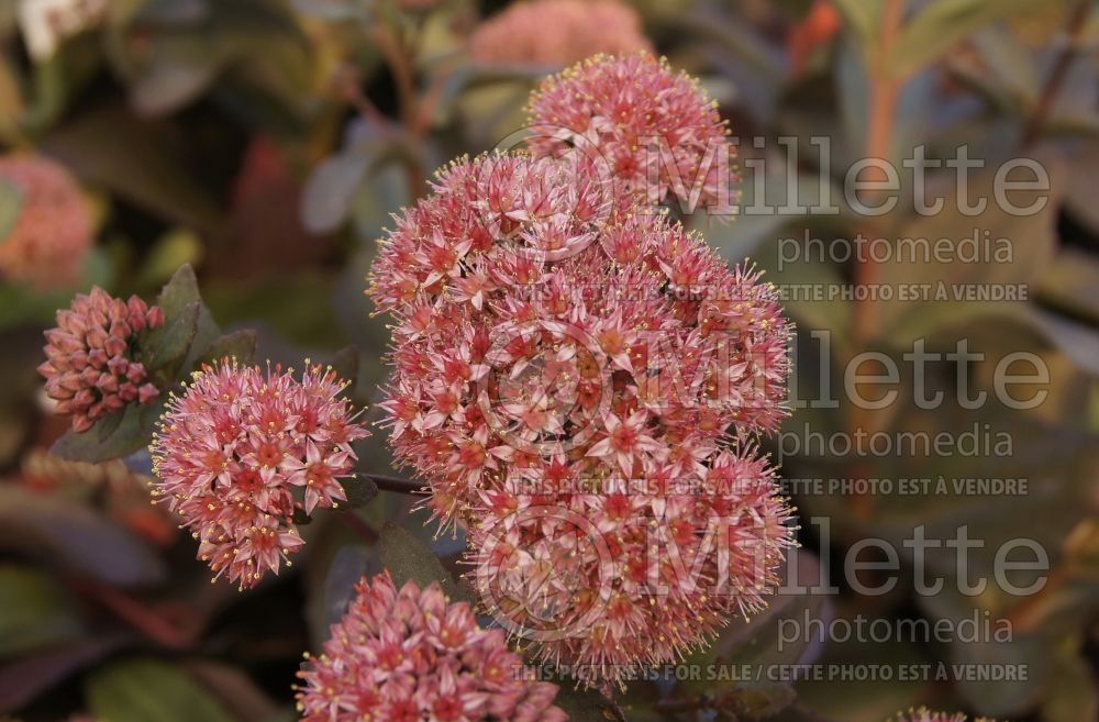 Sedum Chocolate Drop (Stonecrop) 2