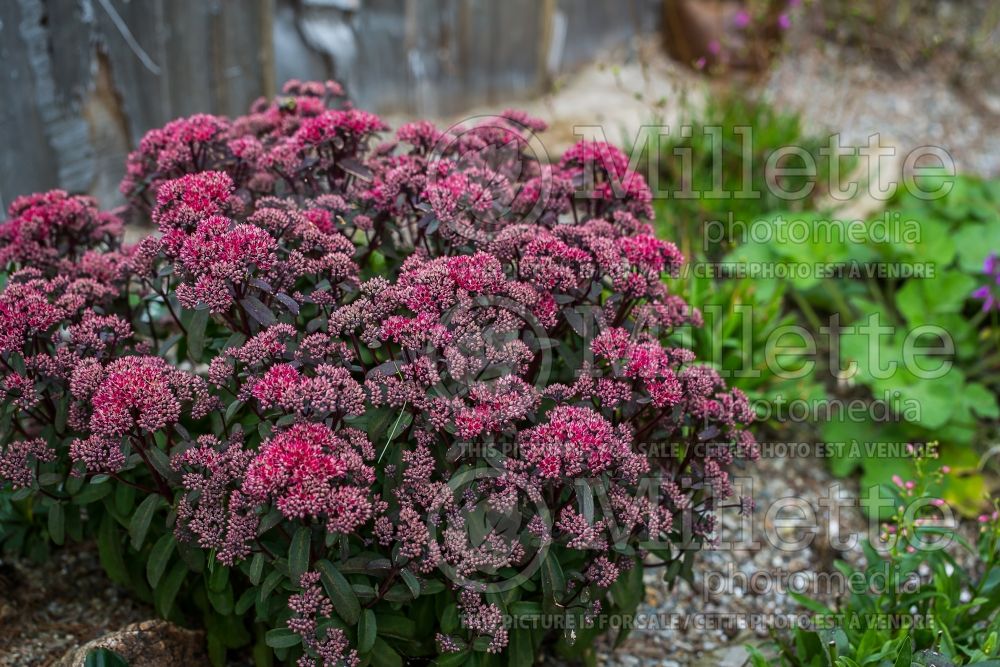 Sedum Desert Red (Stonecrop) 1 