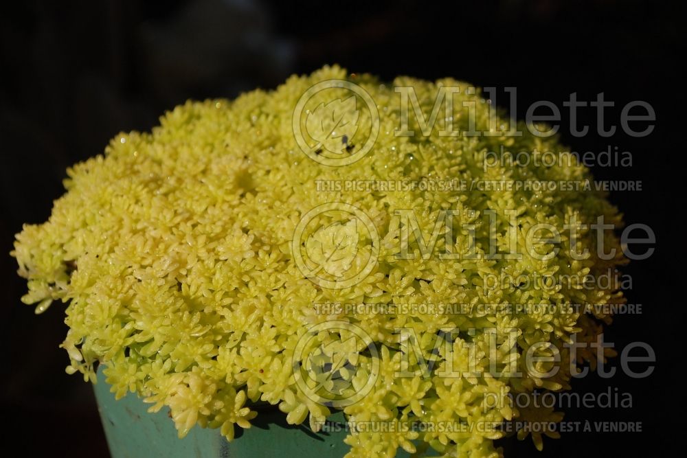 Sedum Fine Gold Leaf (Stonecrop) 1 