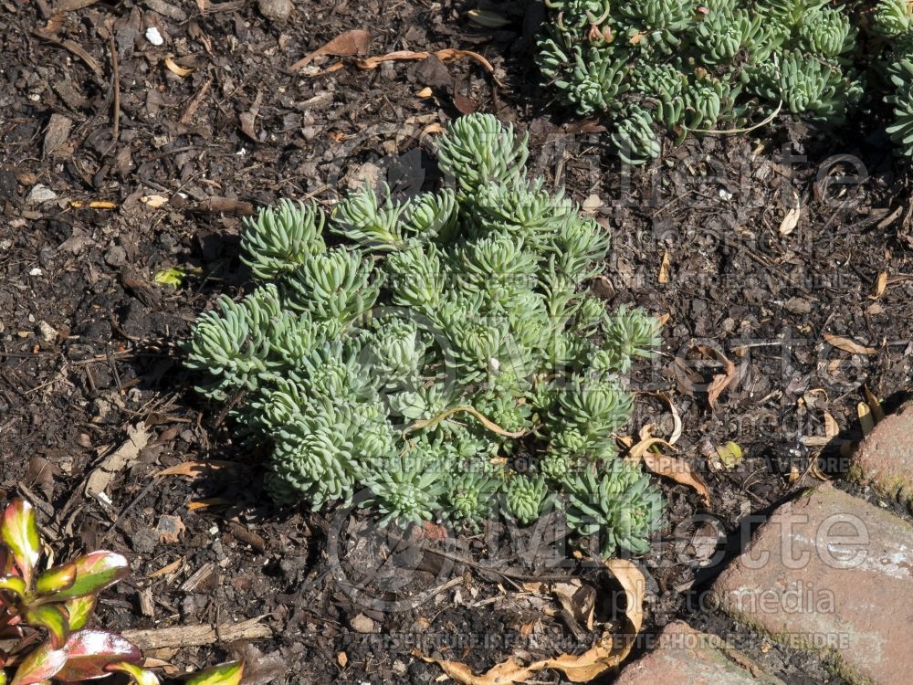 Sedum Oracle (Stonecrop) 1 