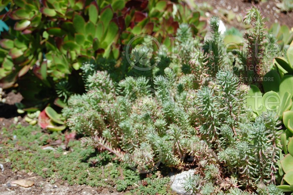 Sedum Silver Stone (Stonecrop) 1 