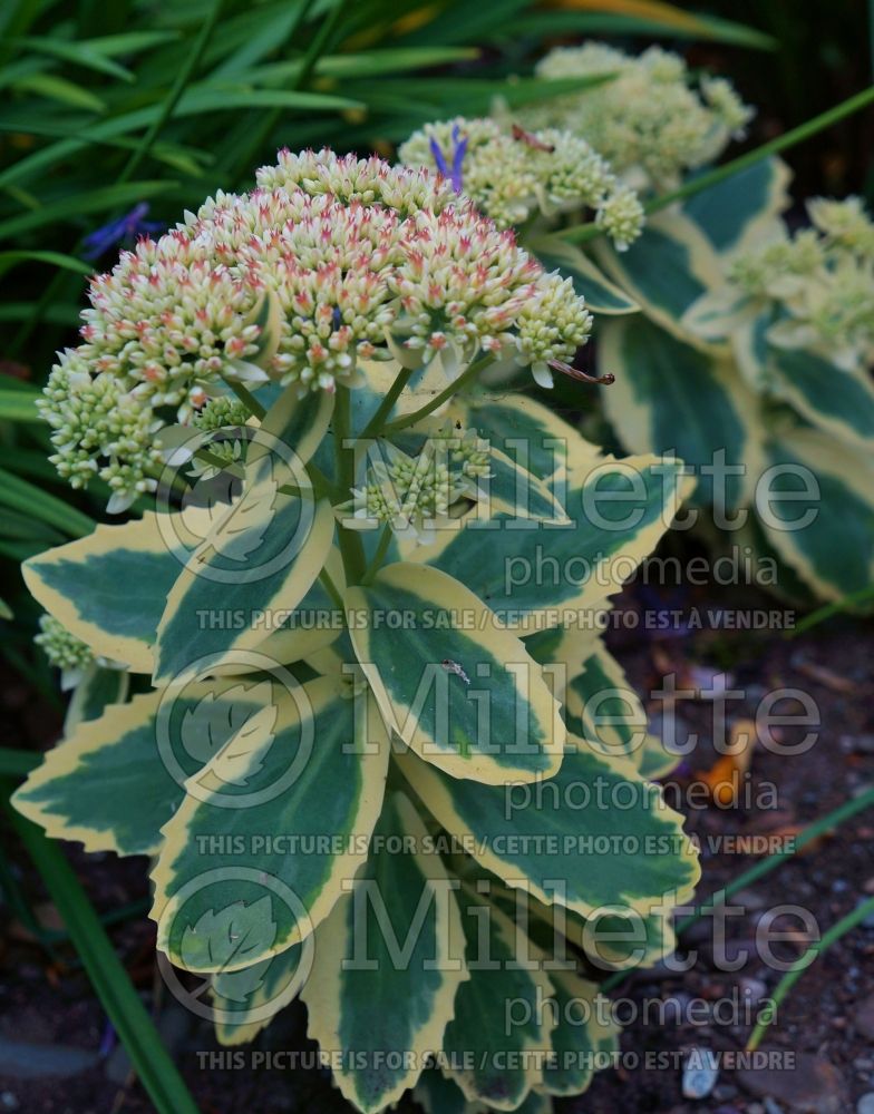 Sedum Frosted Fire (Stonecrop) 1 