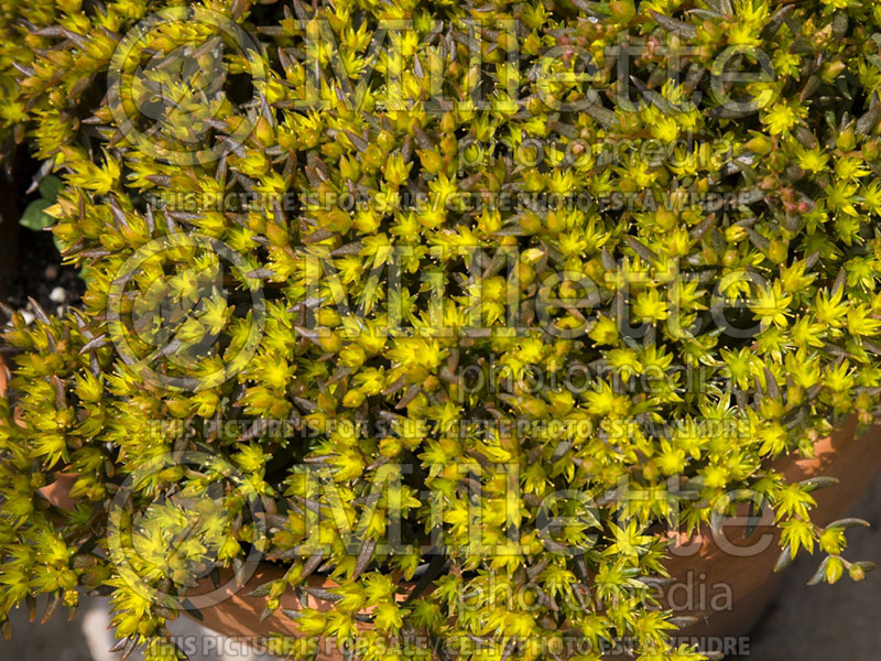 Sedum Chocolate Ball (Stonecrop) 2 