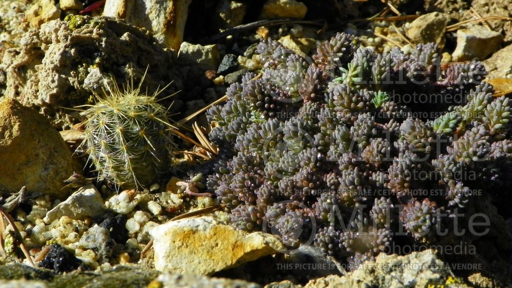 Sedum hispanicum minus (Stonecrop) 4 