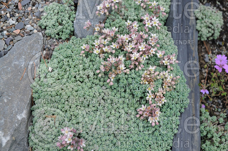 Sedum hispanicum minus (Stonecrop) 2 