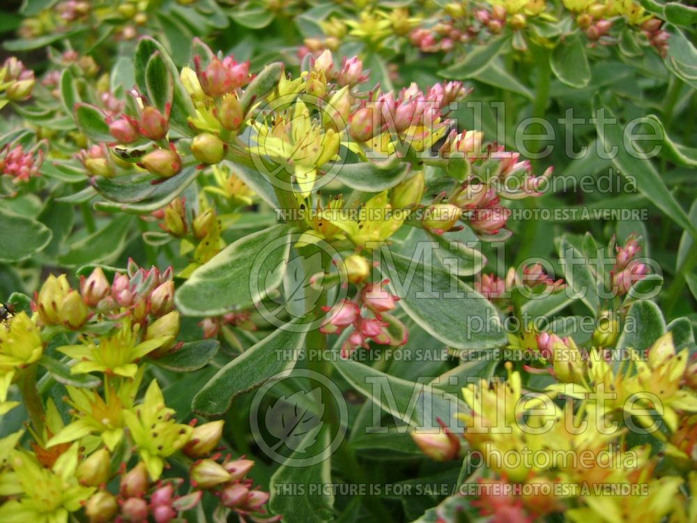 Sedum Variegatum (Stonecrop) 3 