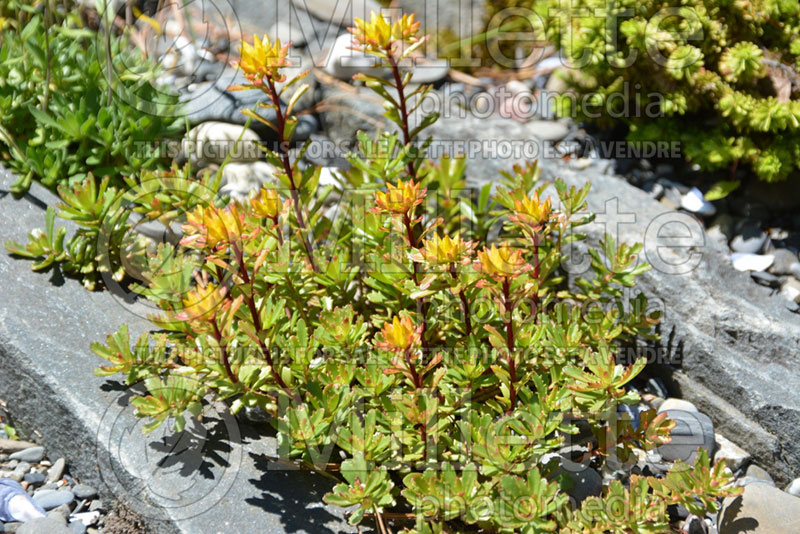 Sedum Weihenstephaner Gold (Stonecrop) 1 