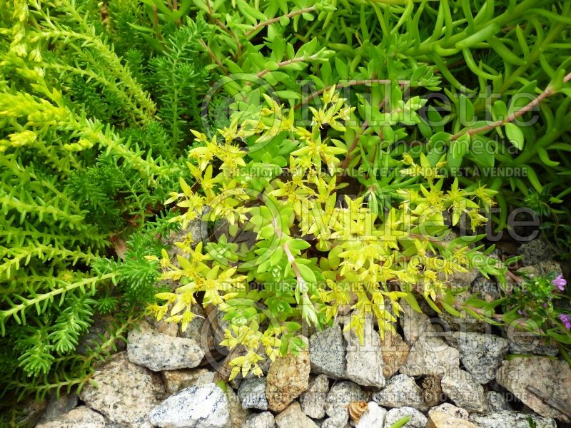 Sedum Golden Teardrop (Stonecrop) 1 