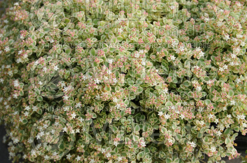 Sedum Little Missy (Stonecrop) 1 