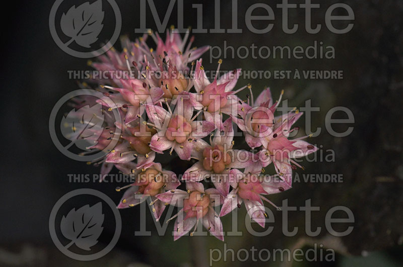 Sedum or Hylotelephium Maestro or Rock 'N Grow (Stonecrop)  4 