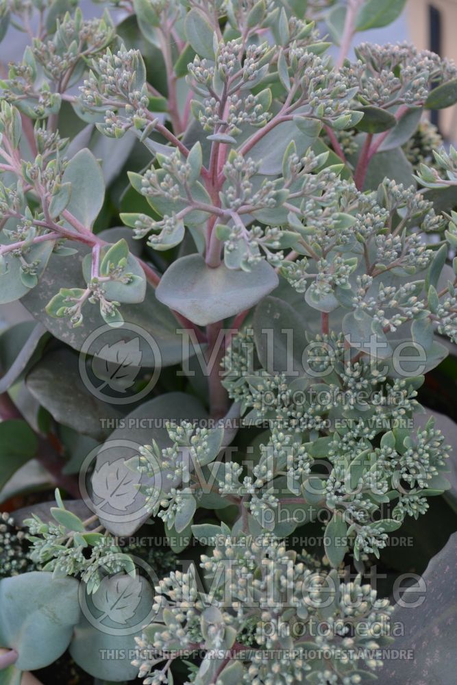 Sedum or Hylotelephium Maestro or Rock 'N Grow (Stonecrop)  2 