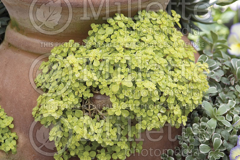 Sedum Ogon (Stonecrop) 1 