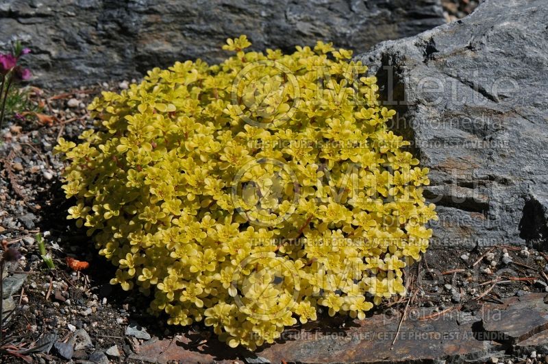 Sedum Ogon (Stonecrop) 2 