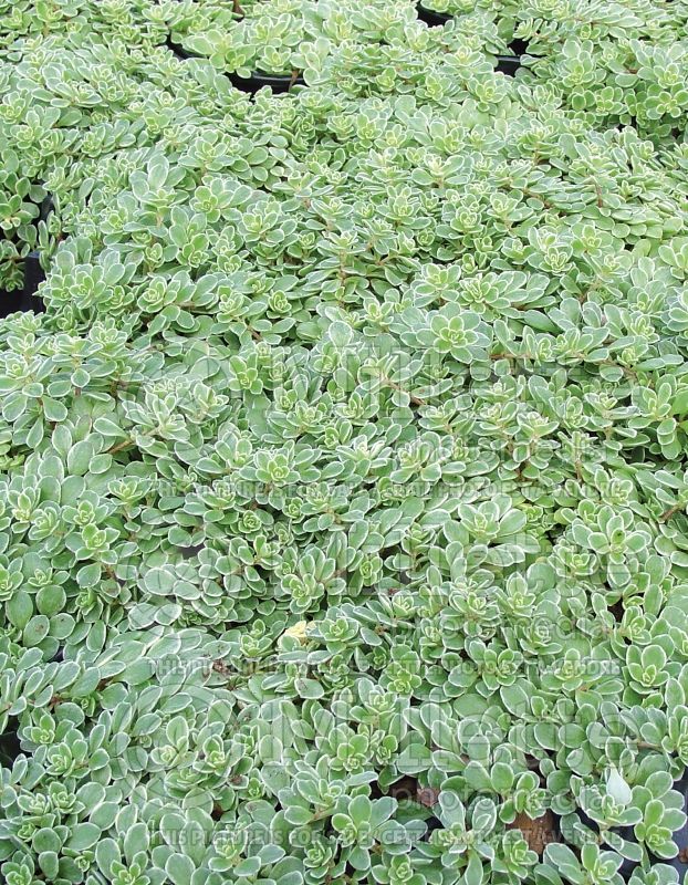 Sedum Variegata (Stonecrop) 4 