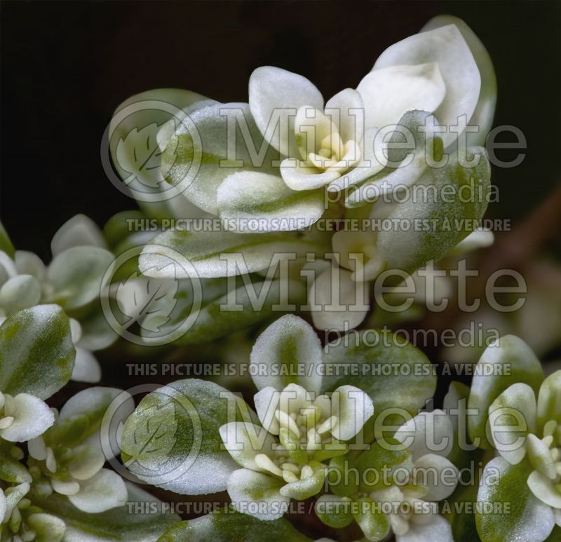 Sedum Variegata (Stonecrop) 1 