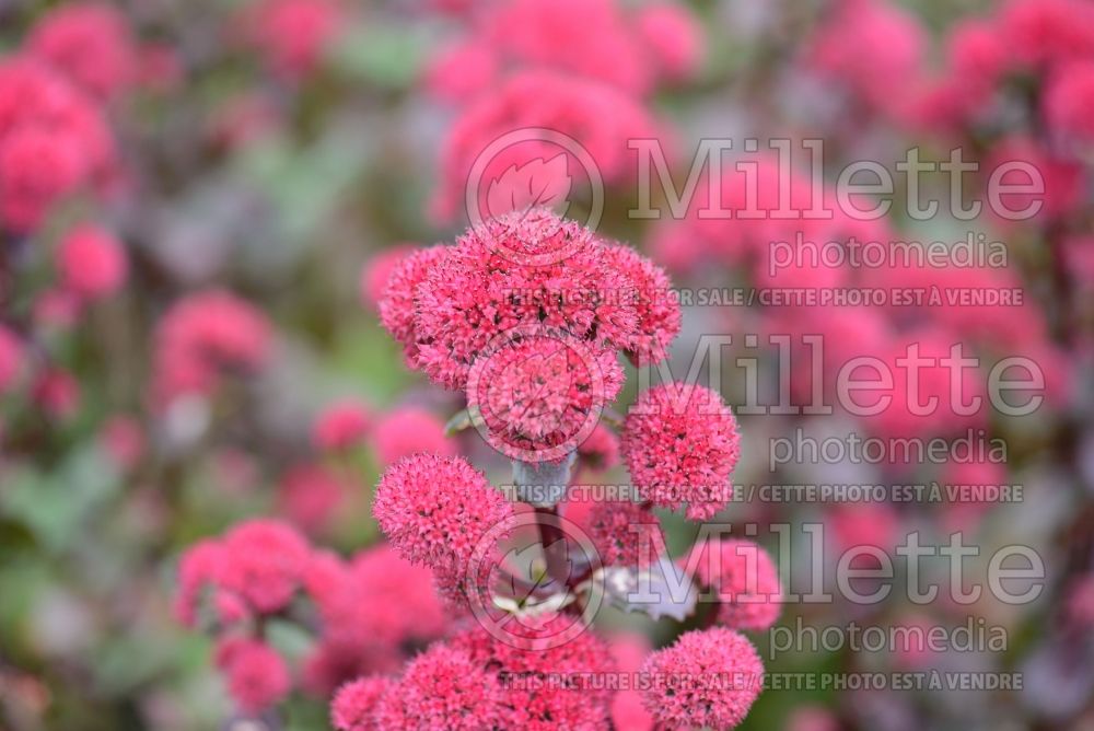 Sedum Marchants Best Red (Stonecrop) 2 