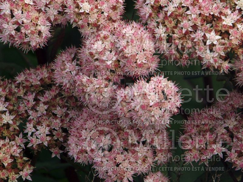 Sedum Matrona (Stonecrop) 4 