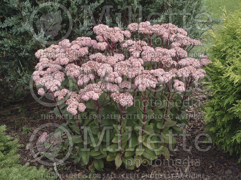 Sedum Matrona (Stonecrop) 3 