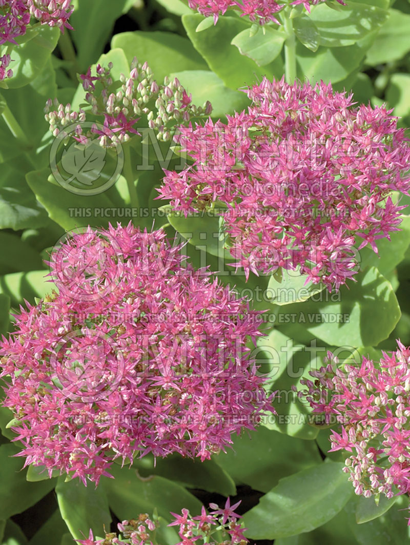 Sedum aka Hylotelephium Neon (Stonecrop)  2 