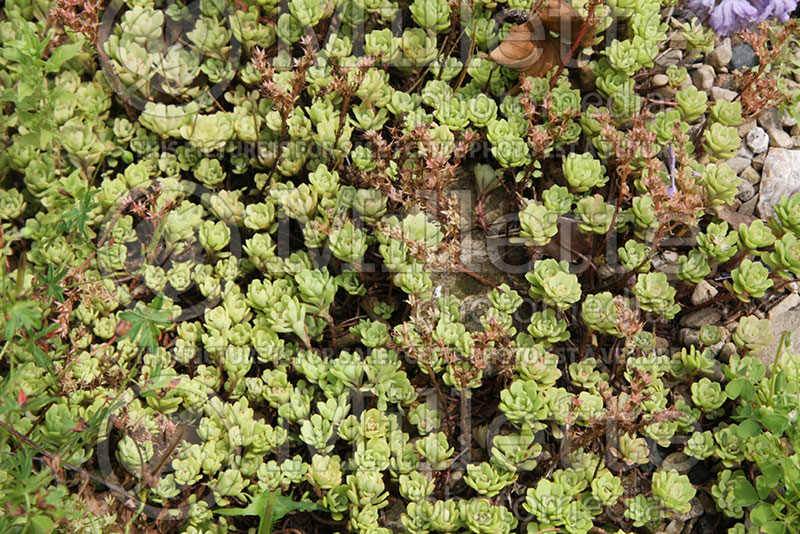 Sedum nevii (Stonecrop) 2