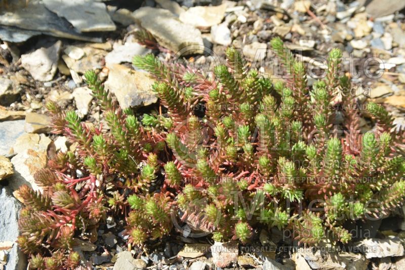 Sedum Red Wiggle (Stonecrop) 1 