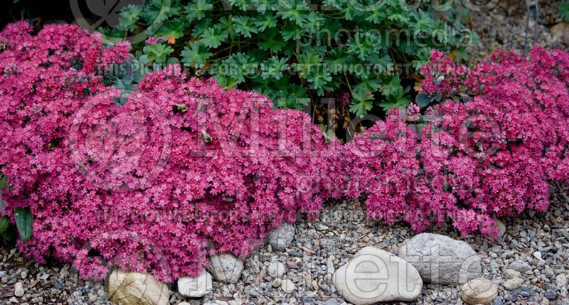 Sedum or Hylotelephium Lidakense (Stonecrop) 10 