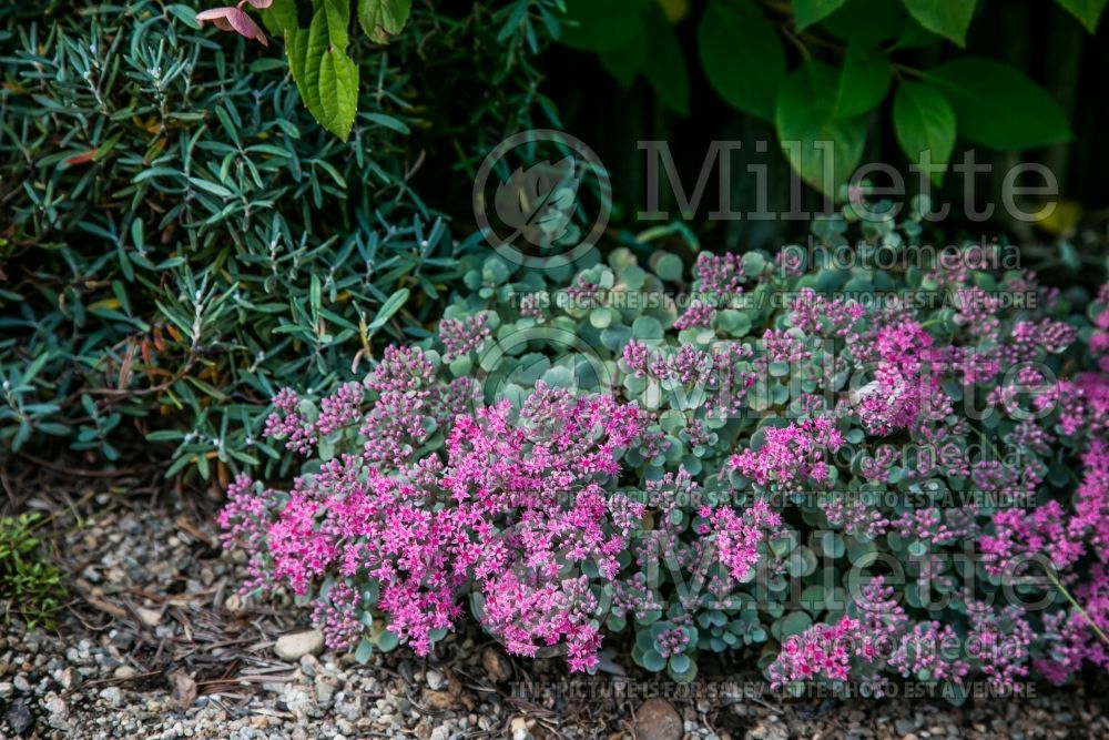 Sedum or Hylotelephium Lidakense (Stonecrop) 11 