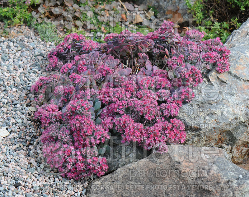 Sedum or Hylotelephium Lidakense (Stonecrop) 2 