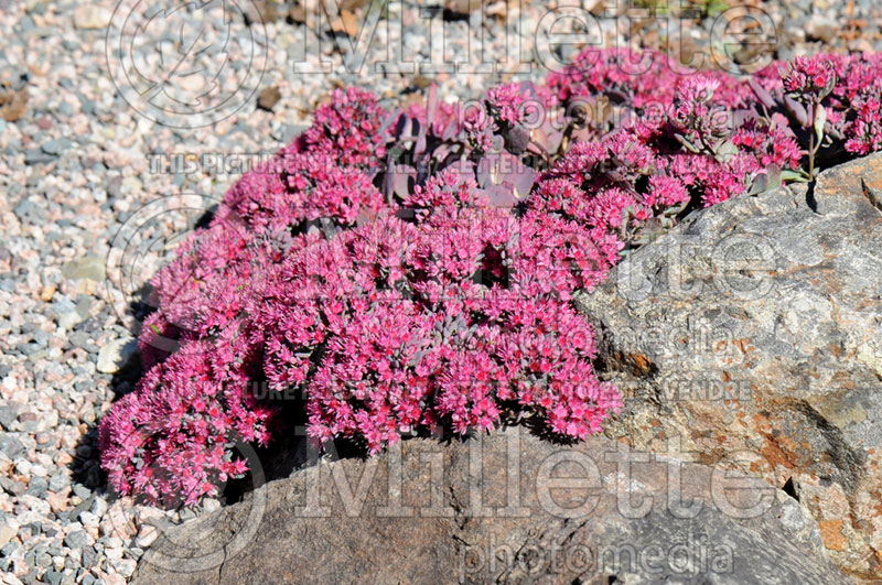 Sedum or Hylotelephium Lidakense (Stonecrop) 3 